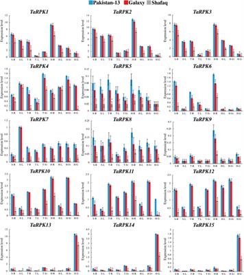 Genome-Wide Identification and Characterization of Receptor-Like Protein Kinase 1 (RPK1) Gene Family in Triticum aestivum Under Drought Stress